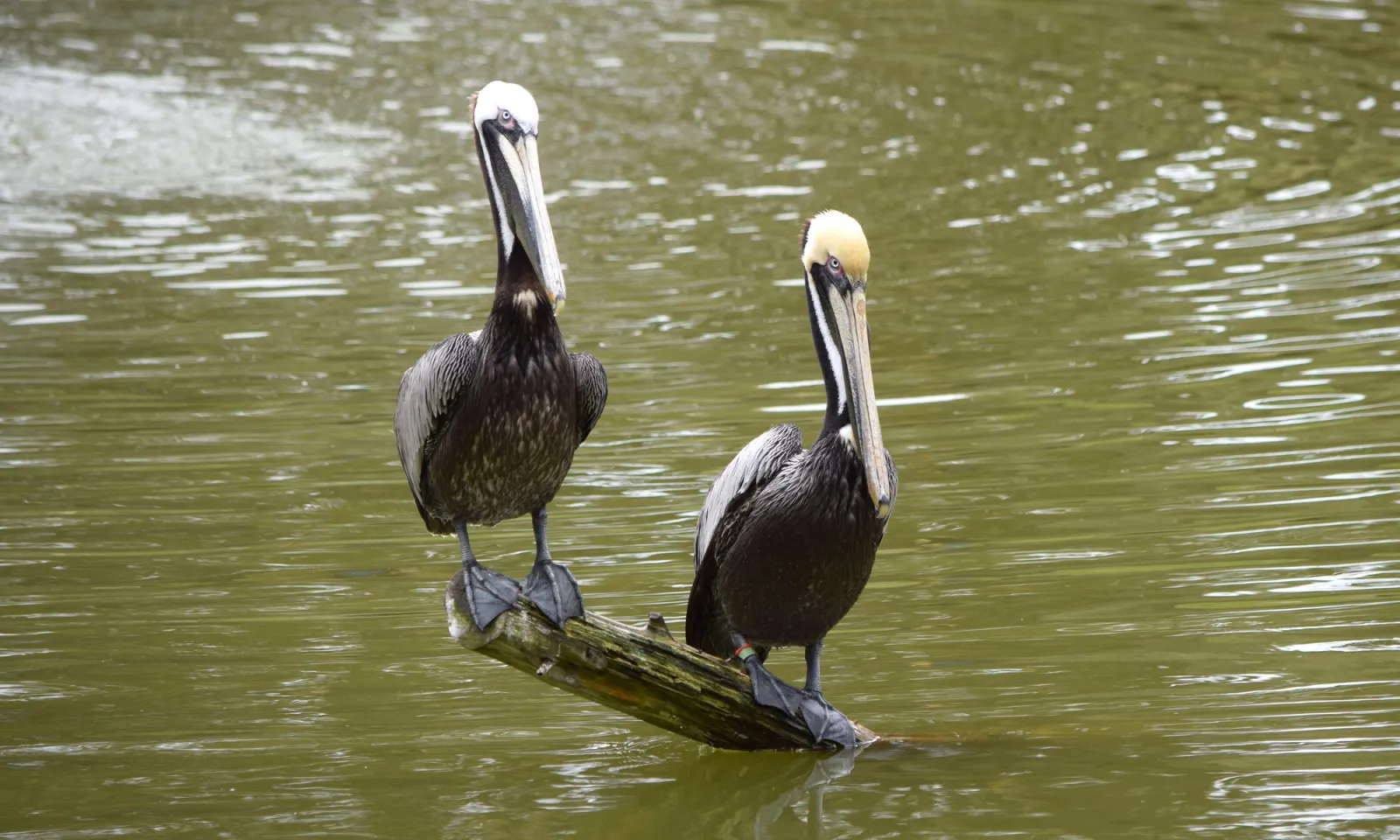 pelicans