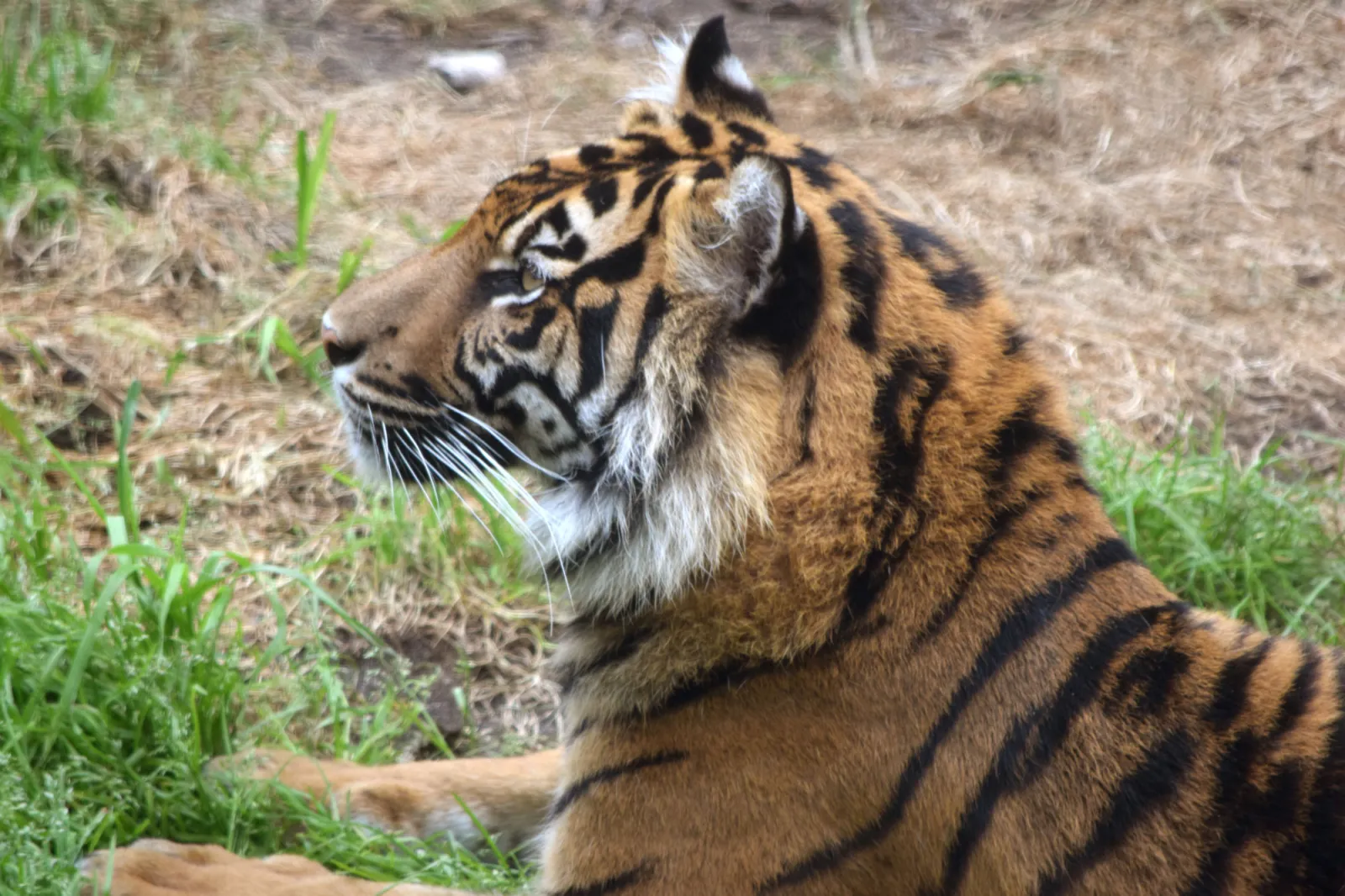 tiger