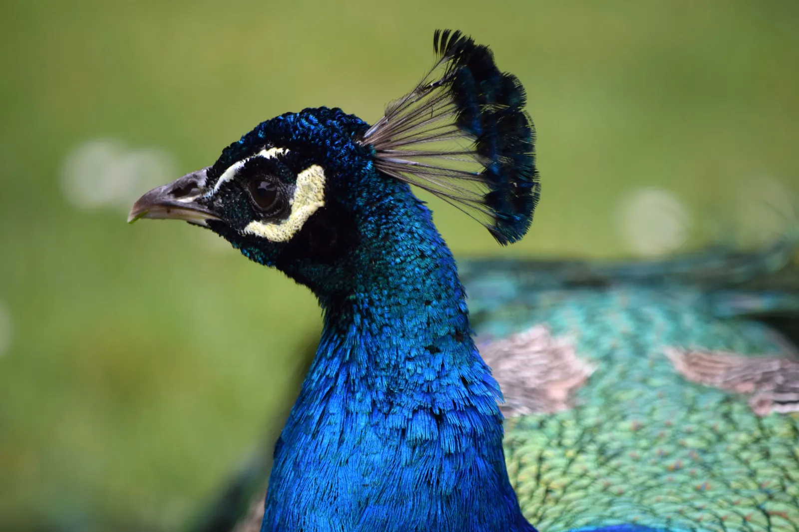 peacock