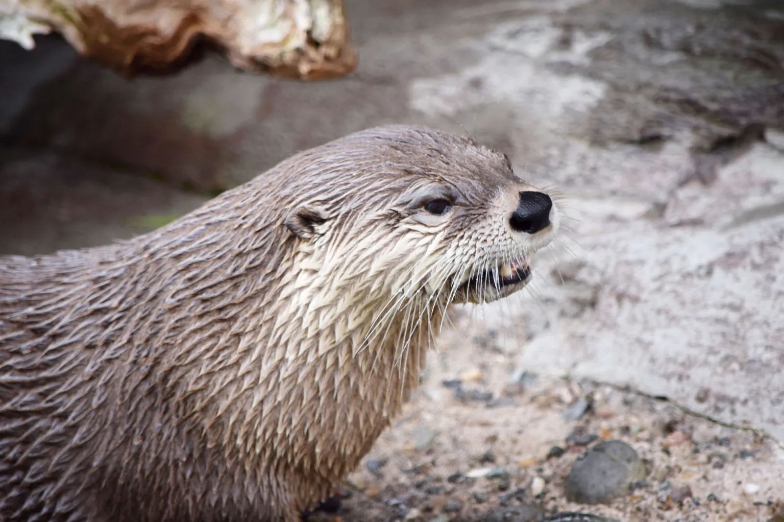 otter-smile
