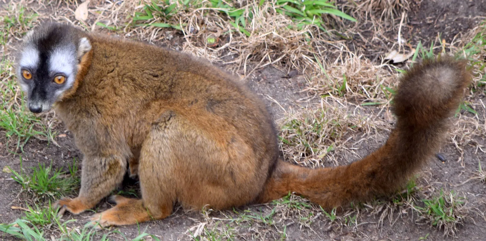 lemur