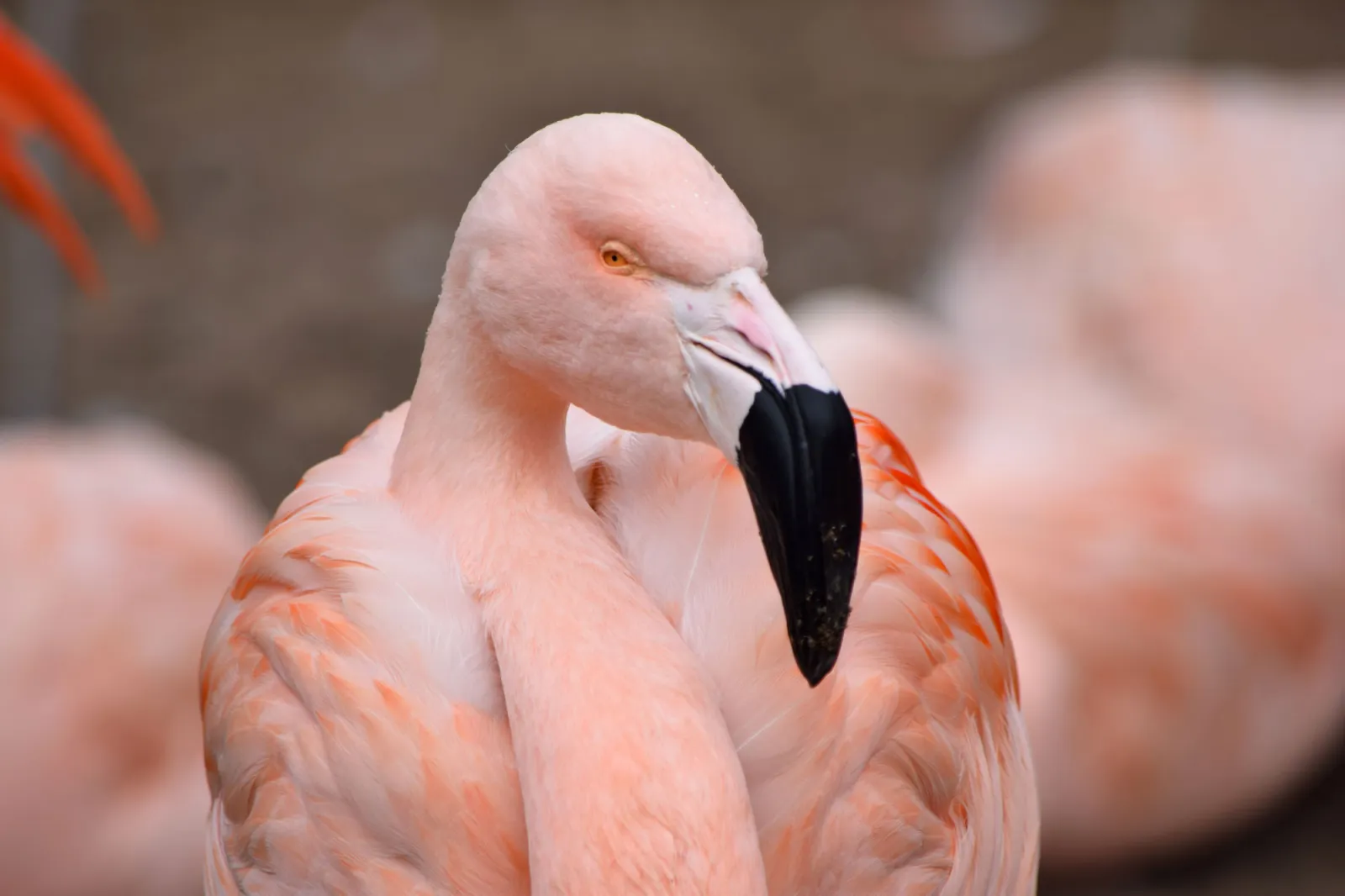 flamingo
