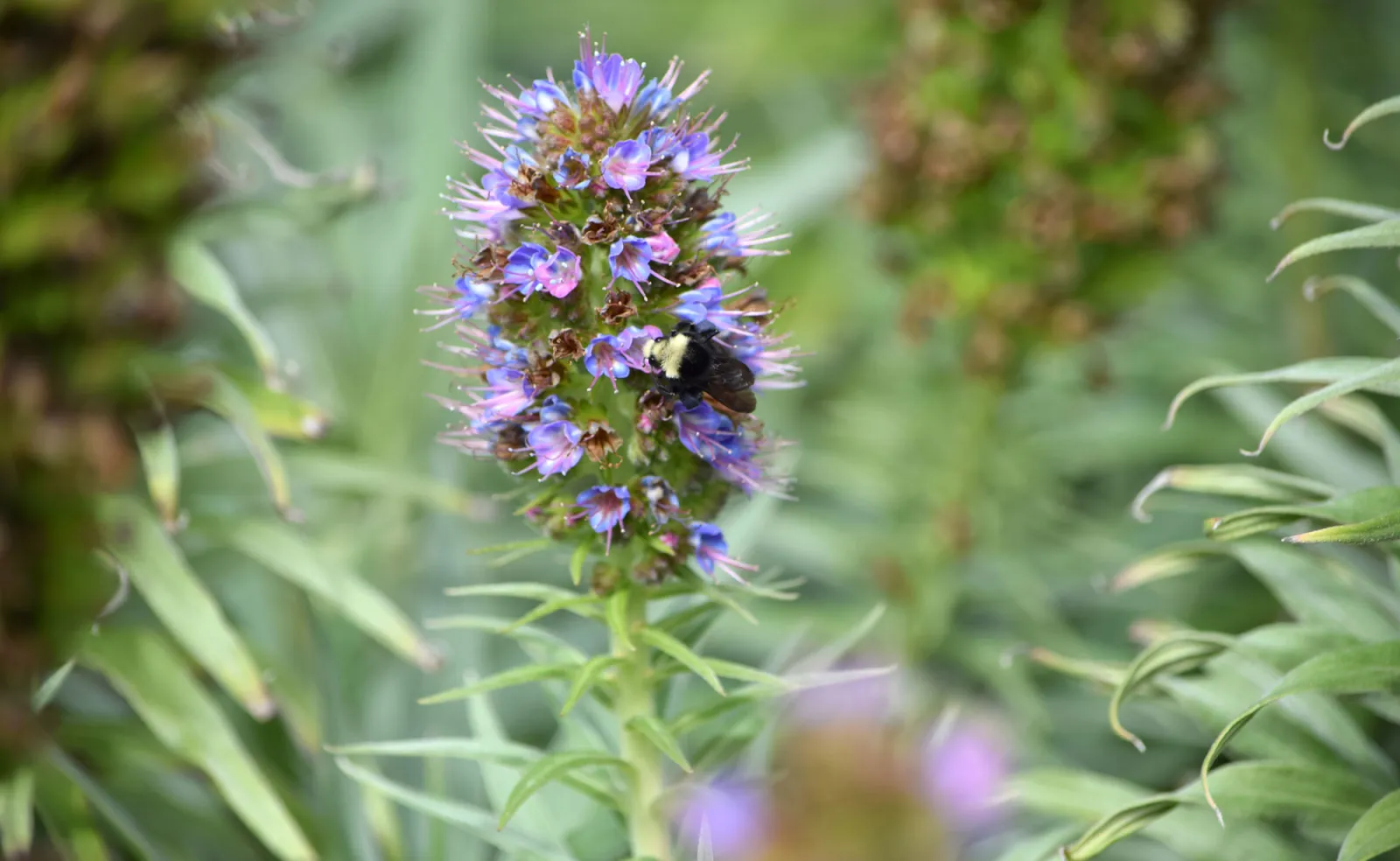 bee-lupine