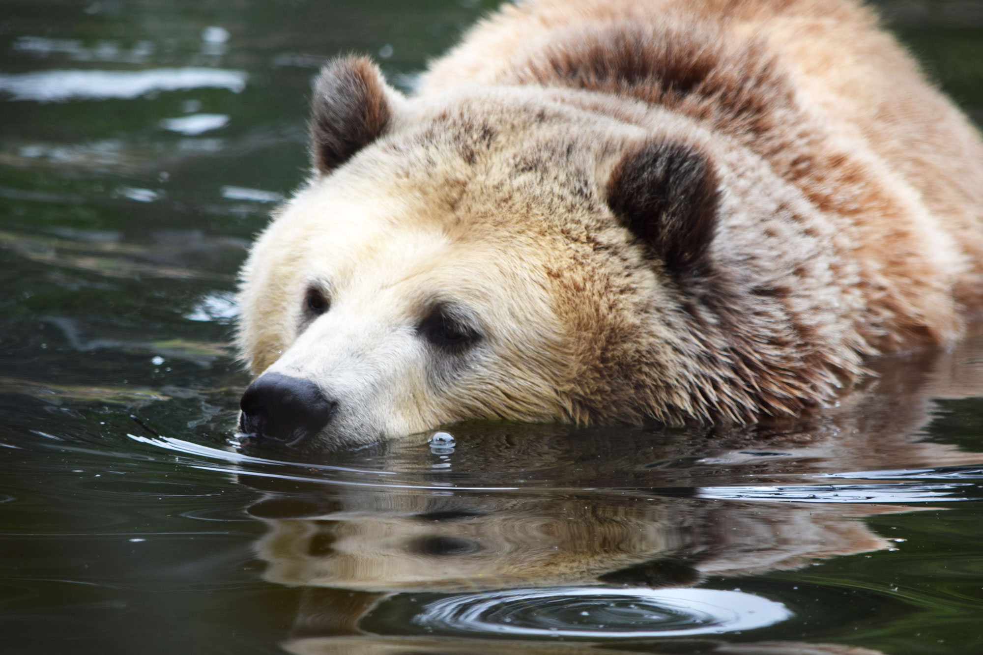 bear-swimming